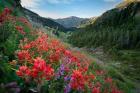 Wildflowers Above Badger Valley In Olympic Nationl Park