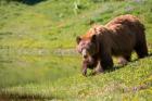 American Black Bear In A Wildflower Meadow