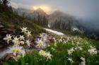 Avalanche Lilies Along A Small Stream Below Plummer Peak