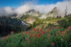 Indian Paintbrush Landscape Near The Tatoosh Range