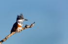 Belted Kingfisher On A Perch