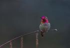 Anna's Hummingbird Lashes Its Iridescent Gorget