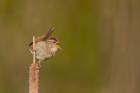 Wren Sings From A Cattail In A Marsh On Lake Washington