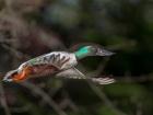 Northern Shoveler In Flight