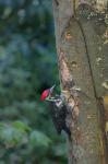 Pileated Woodpecker Holing Out A Nest