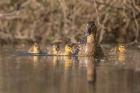 Mallard Hen With Ducklings On The Shore Of Lake Washington