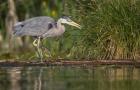 Great Blue Heron stalks for food, Lake Washington, Seattle.