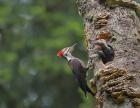 Pileated Woodpecker With Begging Chicks