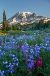 Wildflowers And Mt Rainier At Mazama Ridge