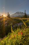 Sunset At Mazama Ridge, Washington