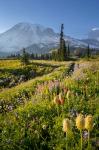 Paradise Area Landscape Of Mt Rainier National Park