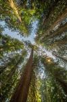 Tall Conifers At The  Grove Of The Patriarchs, Mt Rainier National Park