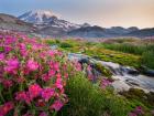 Monkeyflowers Along The Paradise River