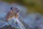 Pika With Its Tongue Out