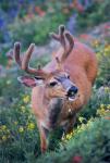 A Black-Tailed Buck Deer In Velvet Feeding On Wildflowers