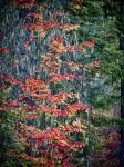 Moss Hanging From a Tree In Autumn