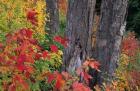 Yellow Birch Tree Trunks and Fall Foliage, White Mountain National Forest, New Hampshire