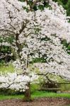 Cherry Trees Blossoming in the Spring, Washington Park Arboretum, Seattle, Washington