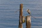 WA, Seattle, Great Blue Heron bird, Elliott Bay