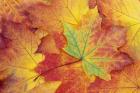 Maple Leaf Pattern