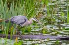 Great Blue Heron bird, Juanita Bay Wetland, Washington