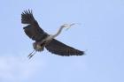 Washington State, Redmond, Great Blue Heron