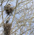 Great Blue Herons, on nest at rookery