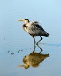 Great Blue Heron in Ridgefield NWR, Ridgefield, Washington