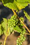 Pinot Gris Wine Grapes Ripen At A Whidbey Island Vineyard, Washington