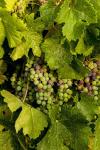 Pinot Grapes In Veraison In Vineyard In The Okanogan Valley, Washington