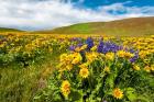 Spring Wildflowers Cover The Meadows At Columbia Hills State Park