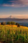 Mt Hood From A Vineyard