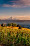 Mt Hood From A Vineyard