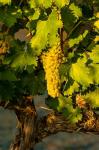 Viognier Grapes In A Vineyard