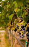 Cabernet Franc Block In A Vineyard