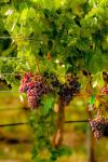 Grenache Block In A Vineyard