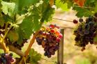 Merlot Grapes In A Vineyard