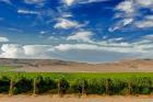 Mattawa Vineyard On The Wahluke Slope