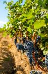Vineyard Grapes Near Harvest
