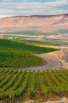 Dusk On A Vineyard