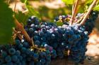 Petit Verdot Grapes From A Vineyard