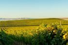 Vineyard At Royal Slope, Washington State