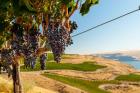 Merlot Grapes Hanging In A Vineyard