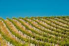 Rows Of Young Vines