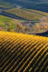 Vineyards, Walla Walla, Washington State
