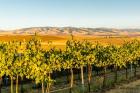 The Blue Mountains Overlook A Vineyard, Washington State