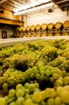 Bin Of Chardonnay Grapes Awaits Beind Crushed