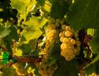 Sauvignon Blanc Grapes