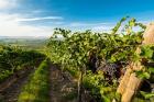 Grenache Grapes From A Vineyard