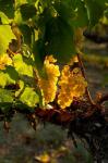 Harvest Time In A Vineyard